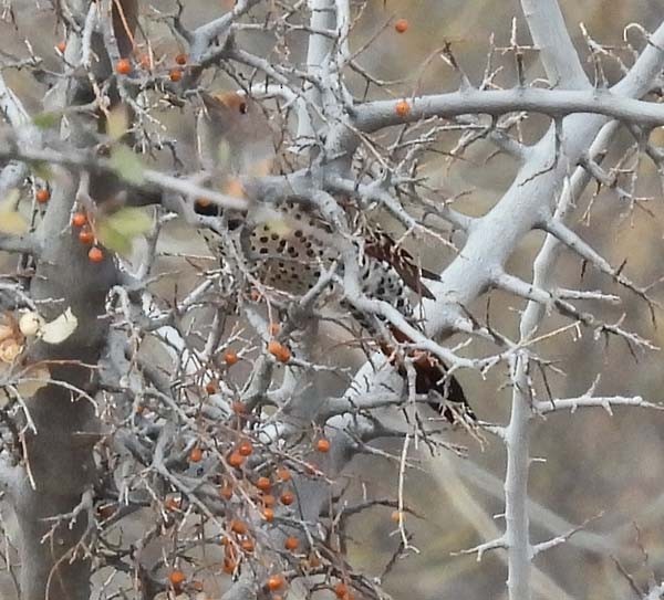 Northern Flicker - ML400819531