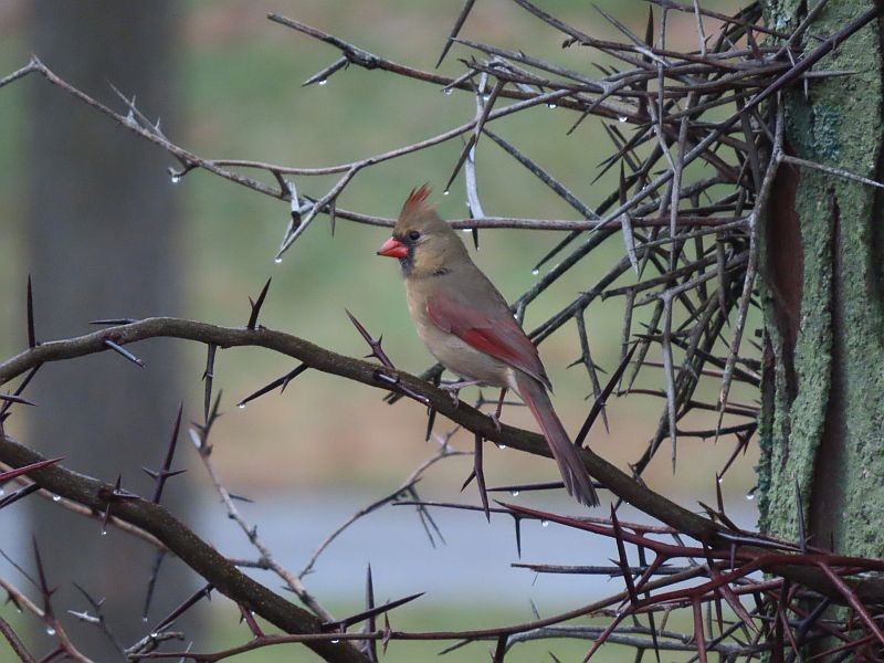 Cardinal rouge - ML400819661