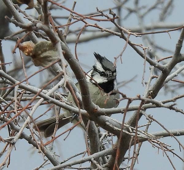 Bridled Titmouse - ML400819671