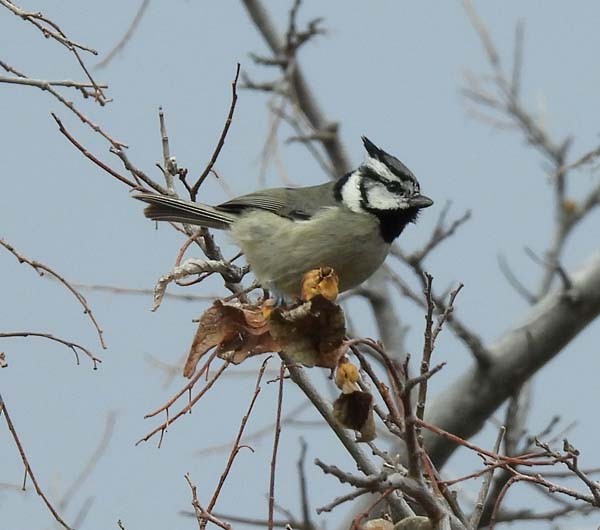 Bridled Titmouse - ML400819681