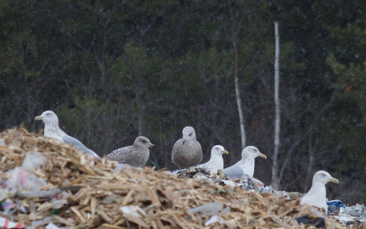 Gaviota Argéntea - ML400823031