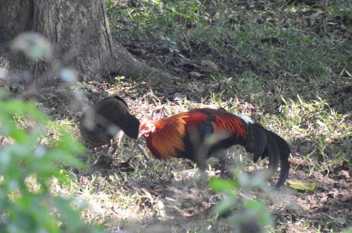 Red Junglefowl - ML40082321