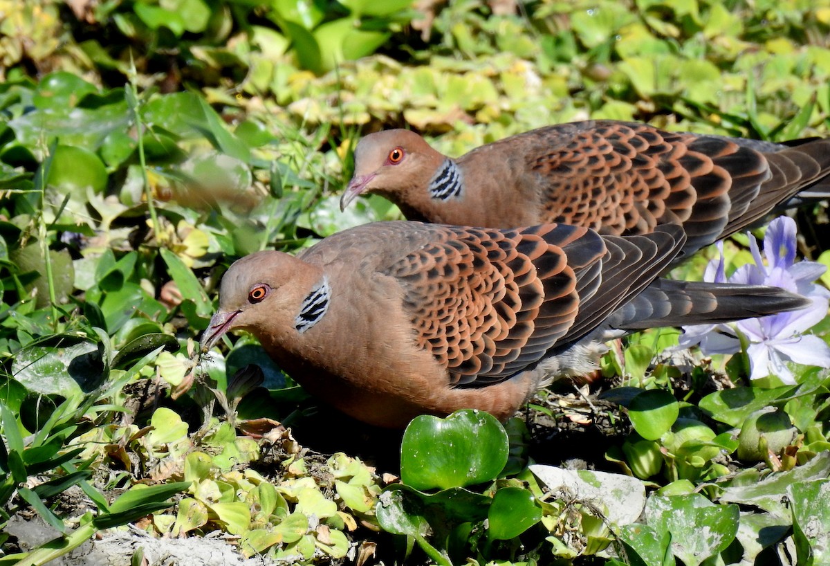 Oriental Turtle-Dove - ML40082421