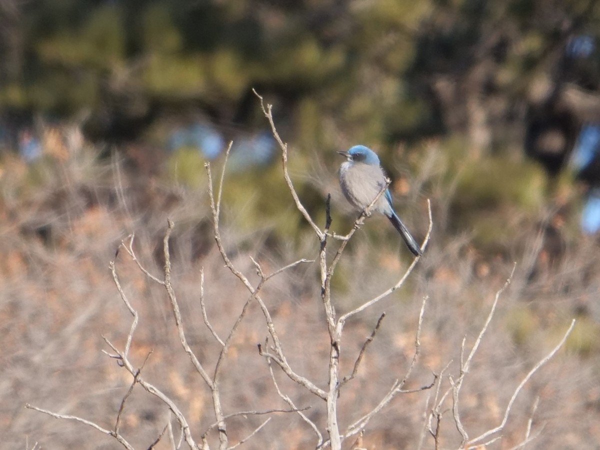 Woodhouse's Scrub-Jay - ML400824341