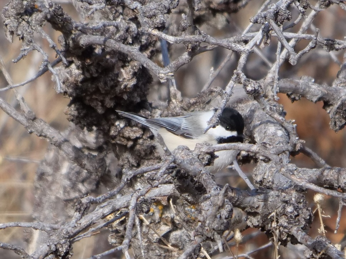 Black-capped Chickadee - ML400824461