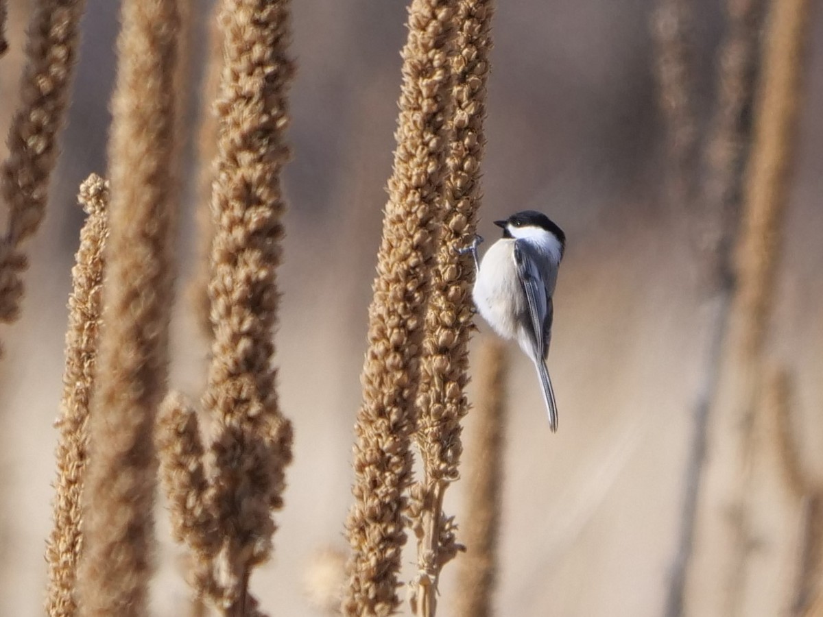 Black-capped Chickadee - ML400824471