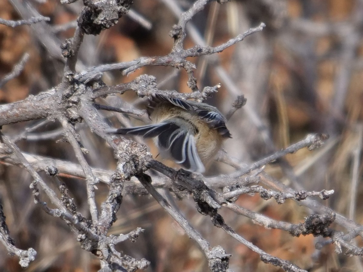 Black-capped Chickadee - ML400824481