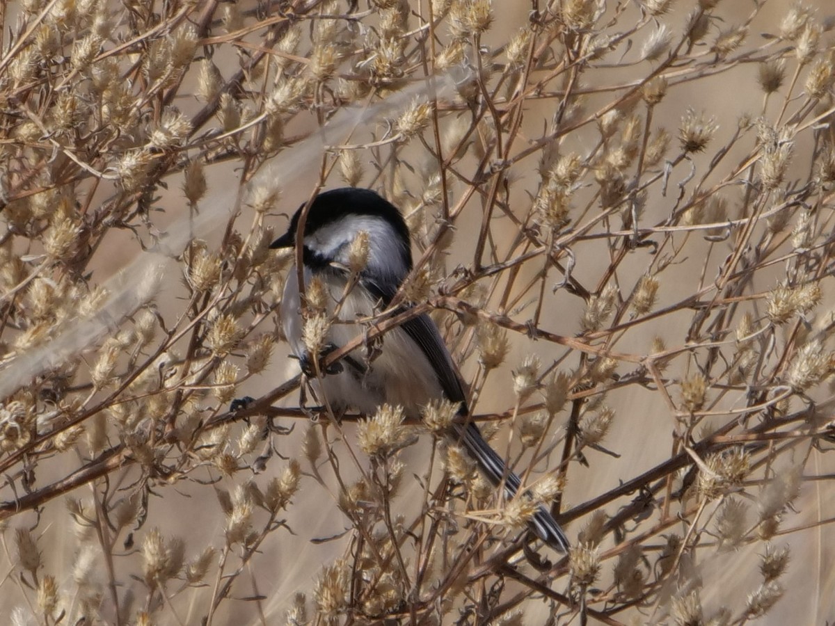 Black-capped Chickadee - ML400824511
