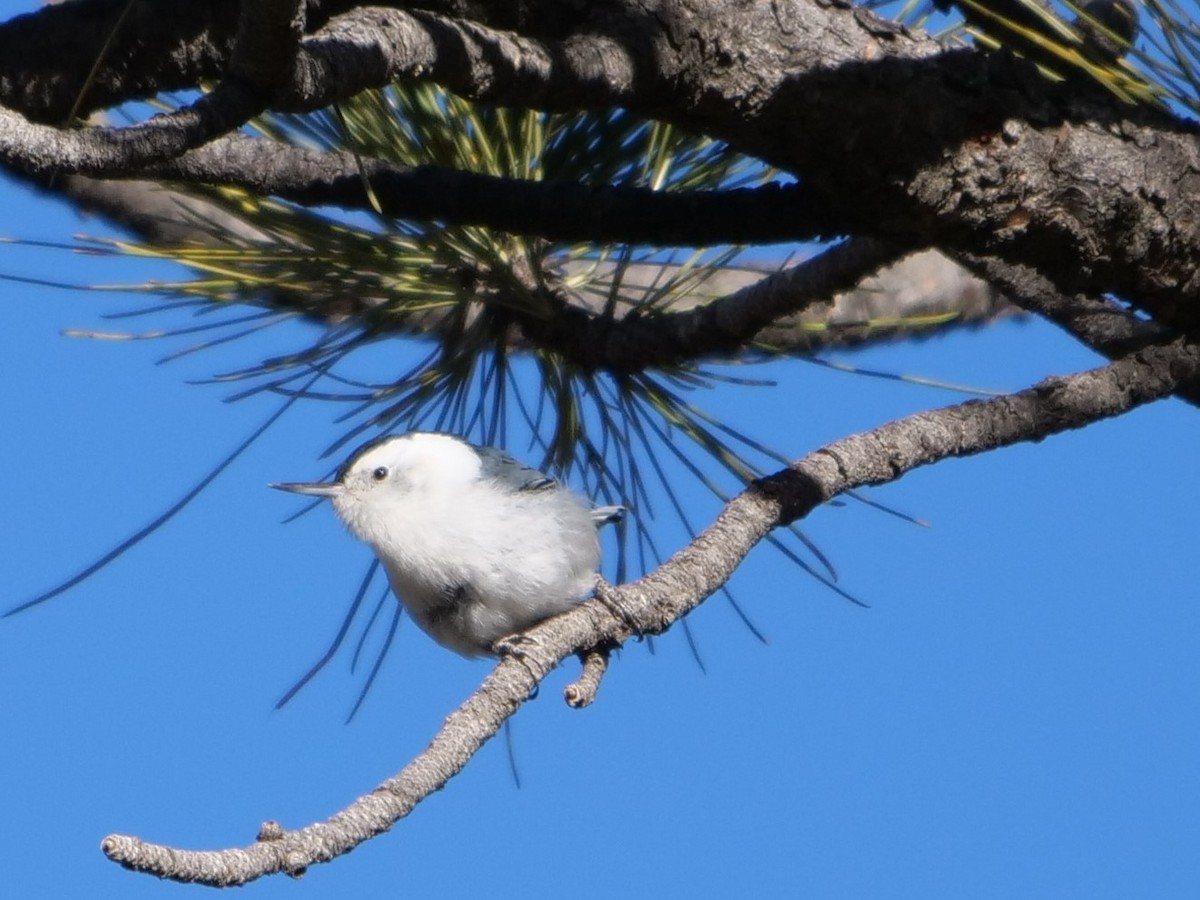 White-breasted Nuthatch - ML400824601