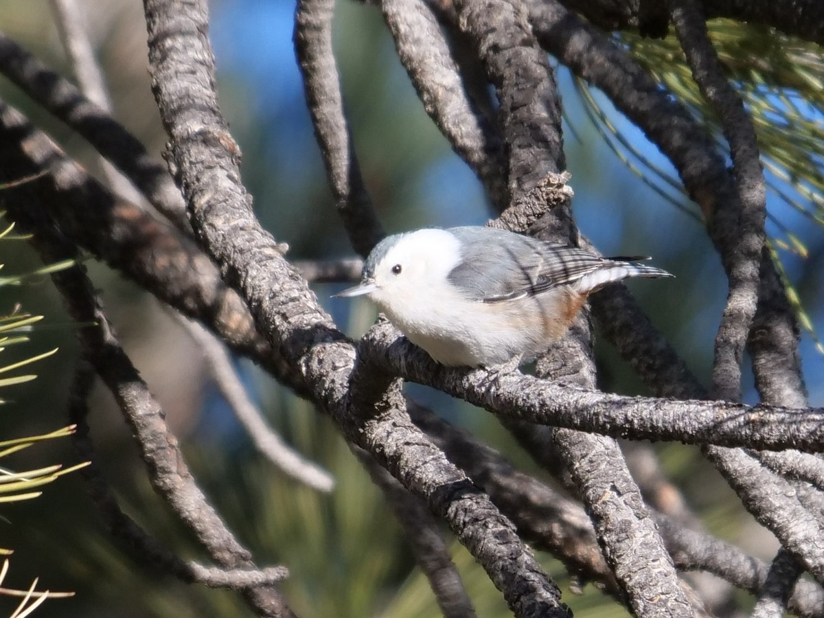 White-breasted Nuthatch - ML400824631