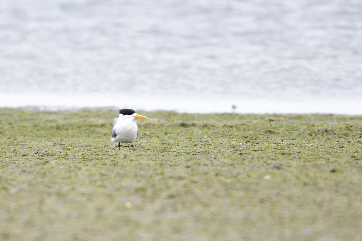 Great Crested Tern - ML400824831
