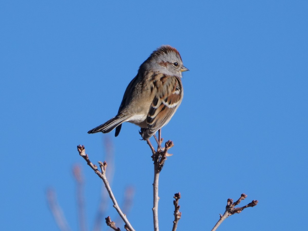 American Tree Sparrow - ML400824851