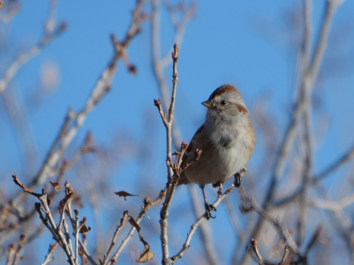 American Tree Sparrow - ML400824861