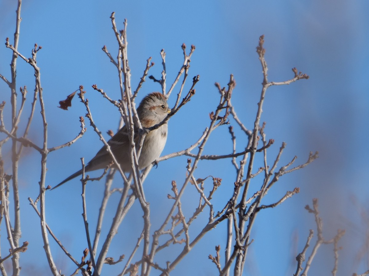 American Tree Sparrow - ML400824871