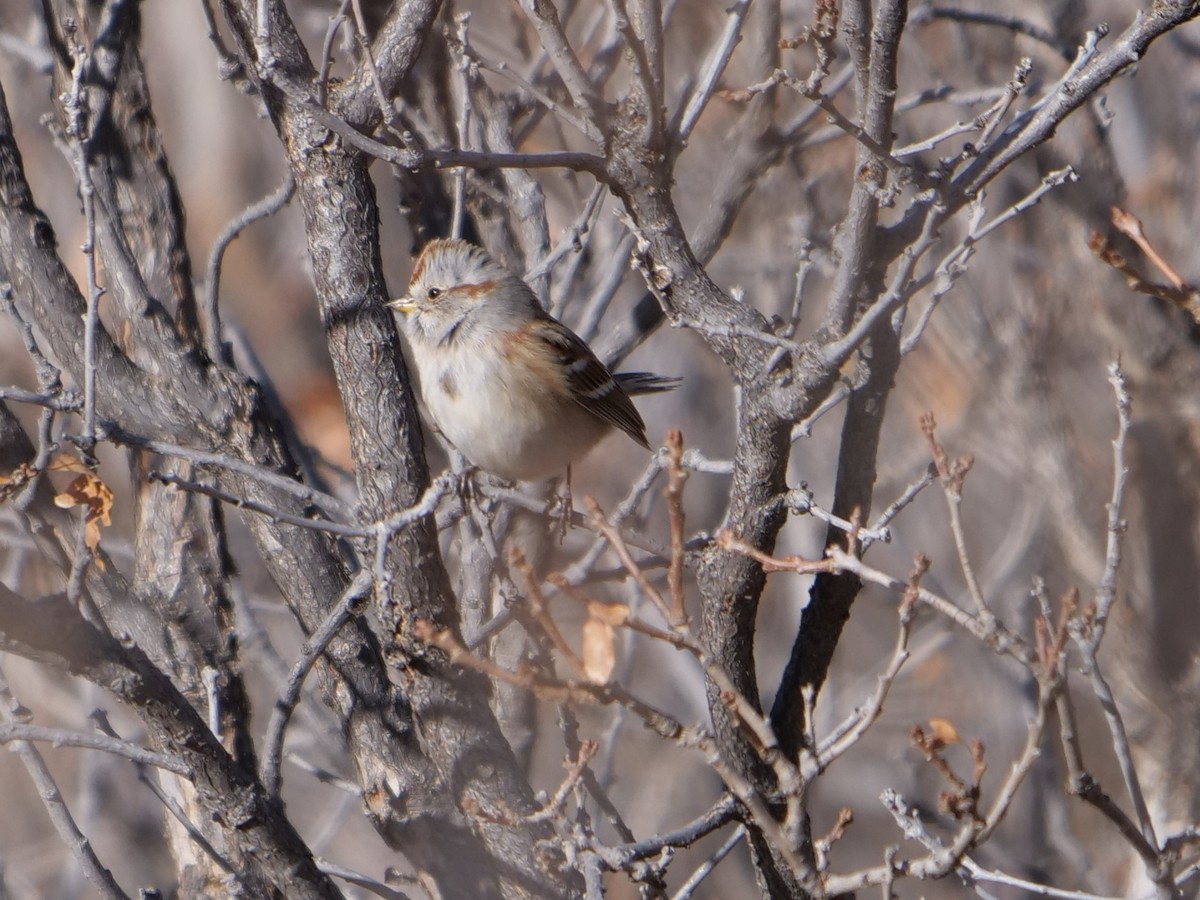 American Tree Sparrow - ML400824901