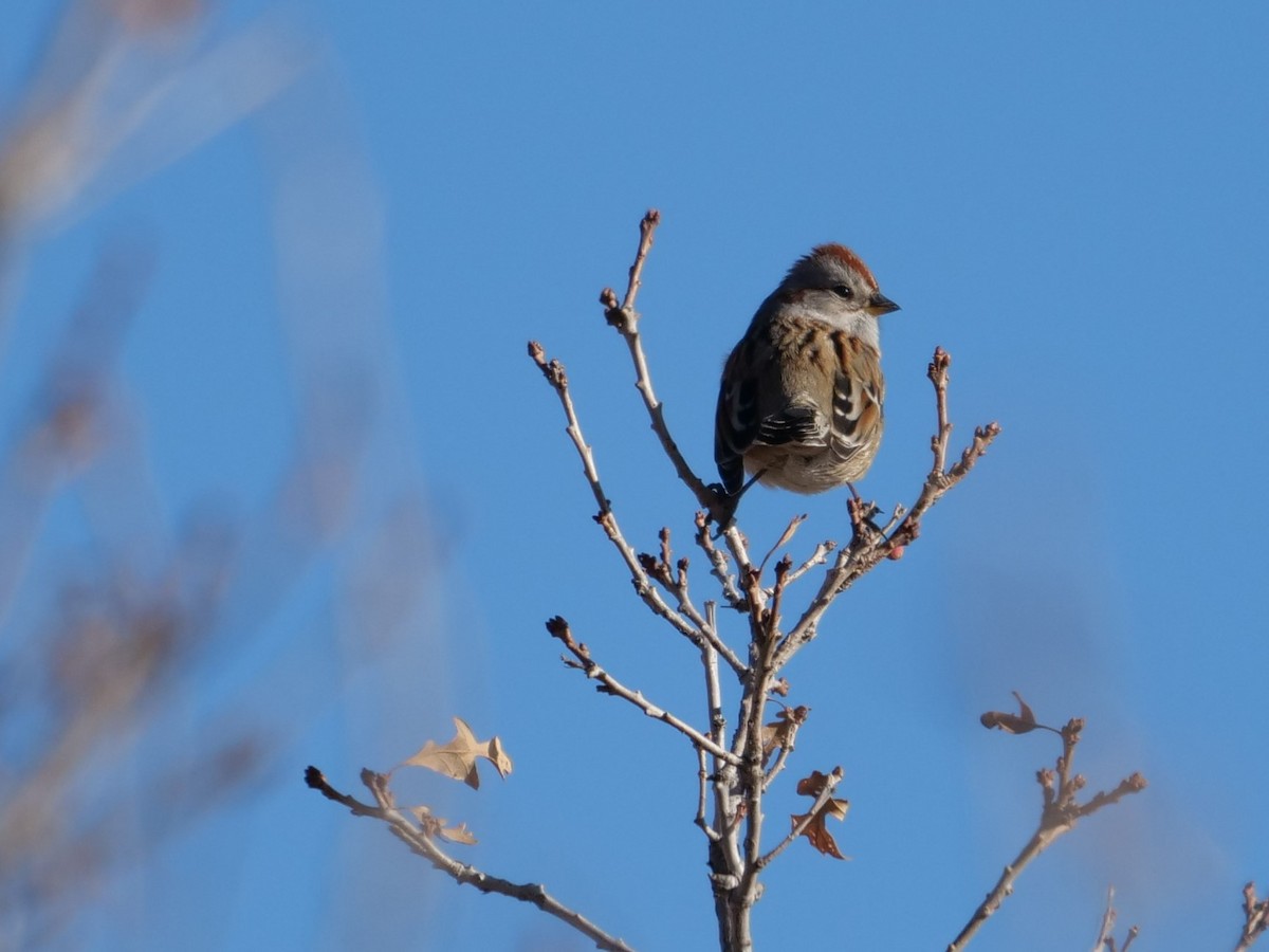 American Tree Sparrow - ML400824921