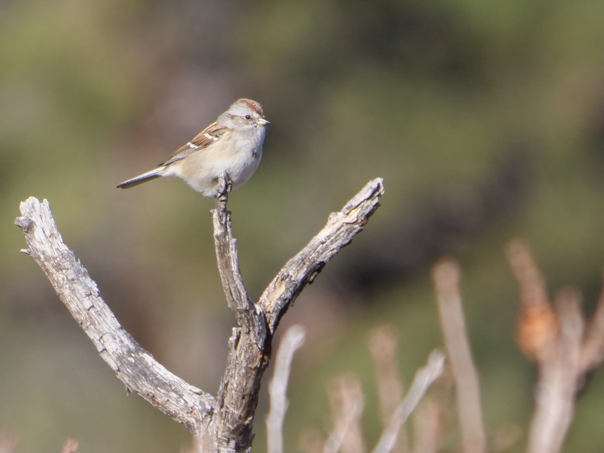 American Tree Sparrow - ML400824931