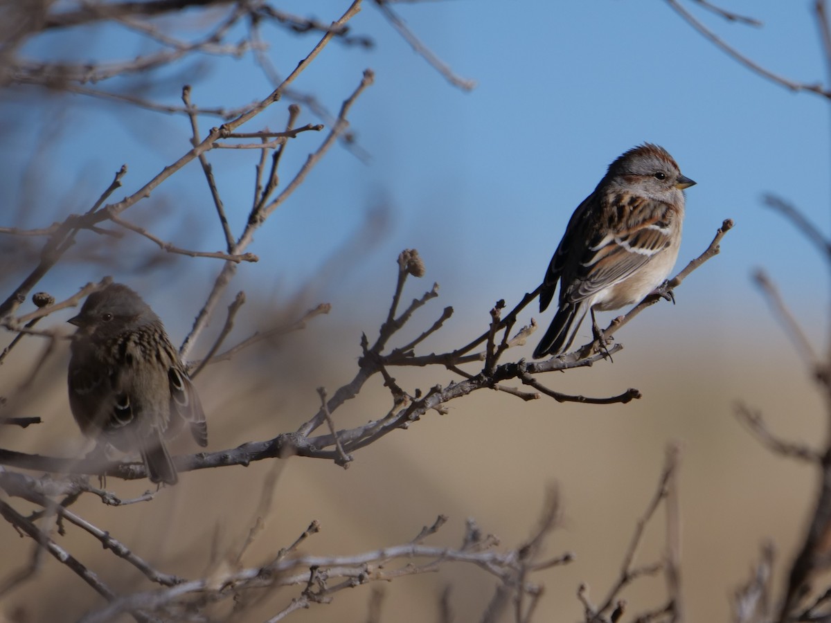 American Tree Sparrow - ML400824981