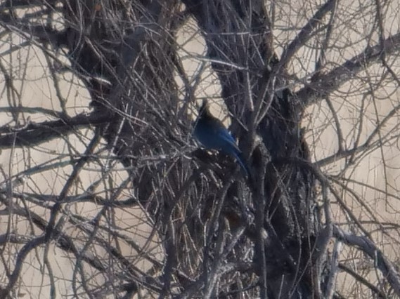 Steller's Jay - ML400825431