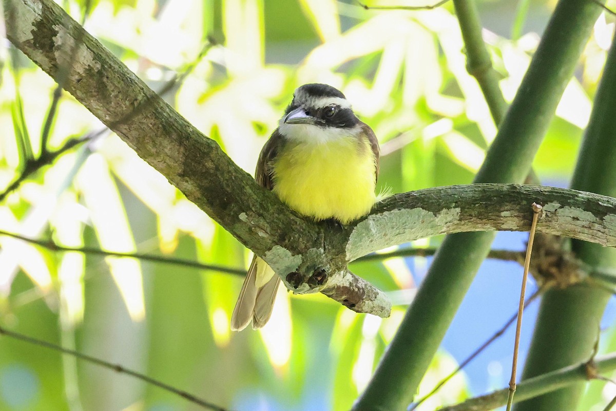 Great Kiskadee - ML400826371