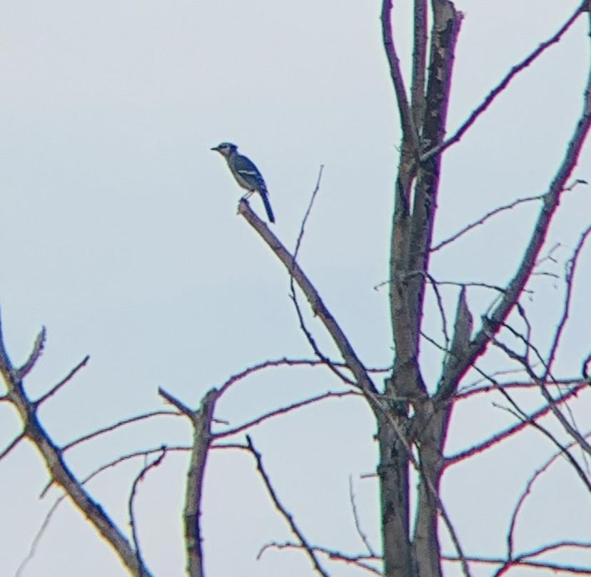 Blue Jay - ML400827441