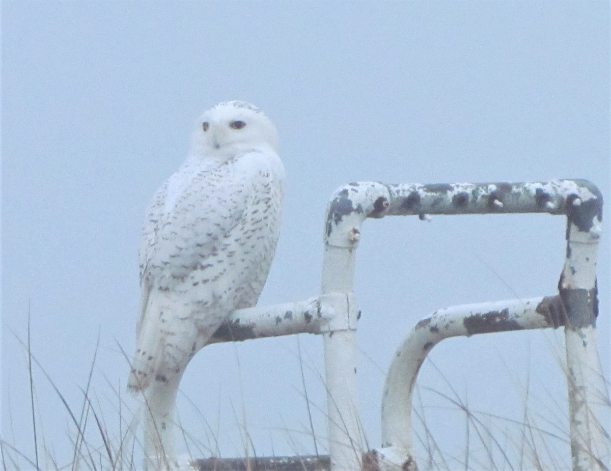 Snowy Owl - ML400827801