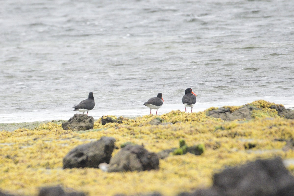 Pied Oystercatcher - ML400827881