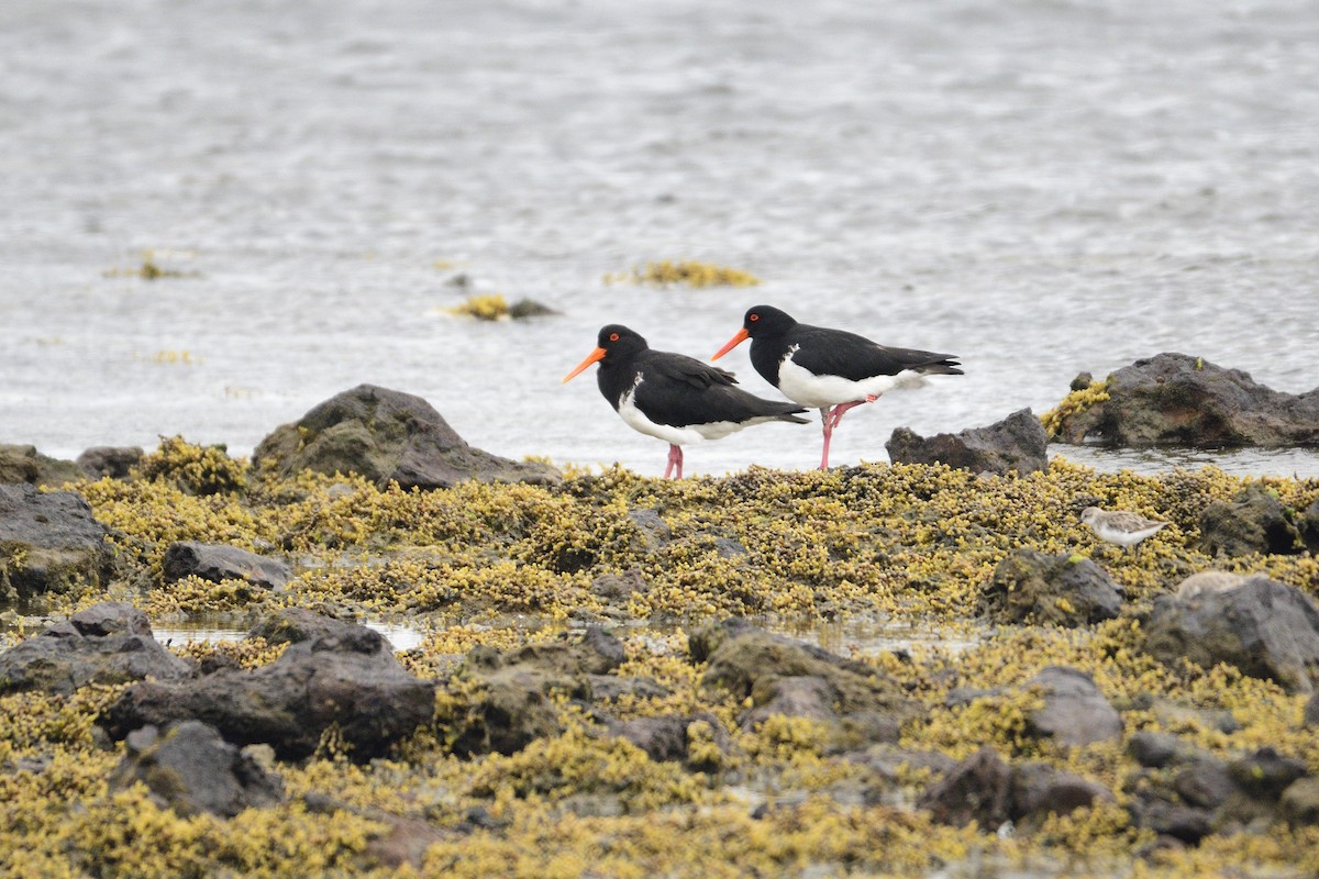 Pied Oystercatcher - ML400827981