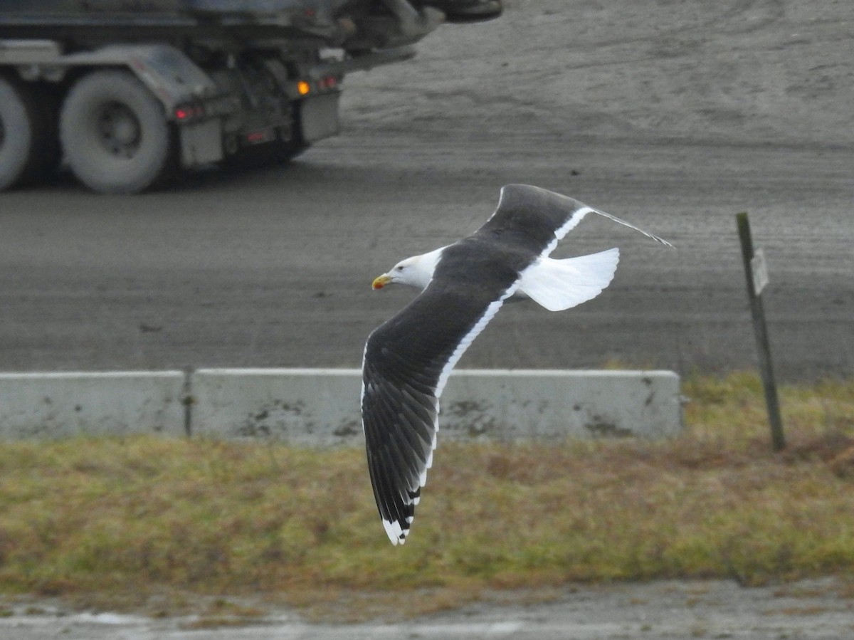 Great Black-backed Gull - Kent Miller