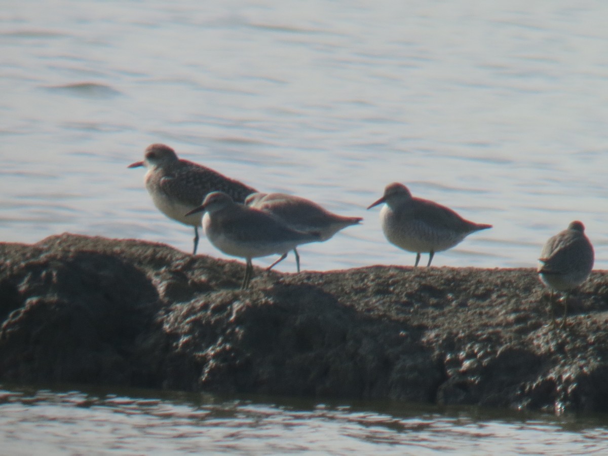 Red Knot - ML40082911