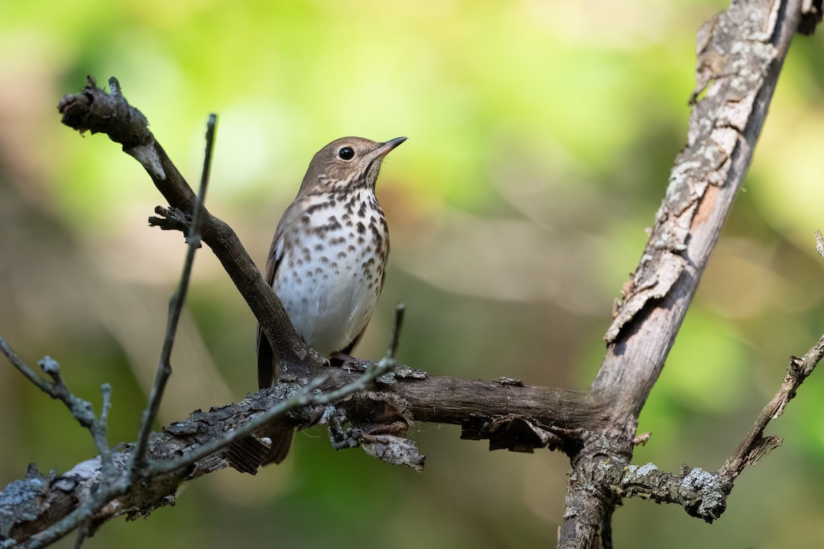 Hermit Thrush - ML400829851