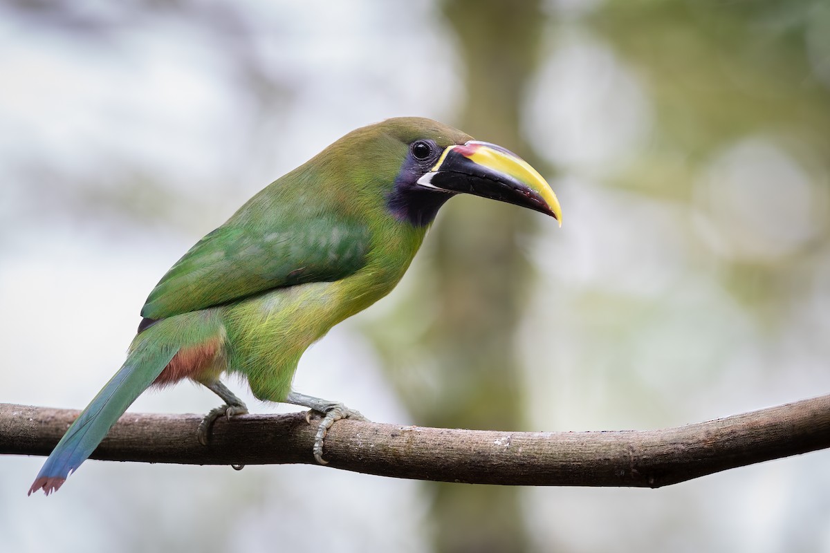 Northern Emerald-Toucanet - Sam Wilson