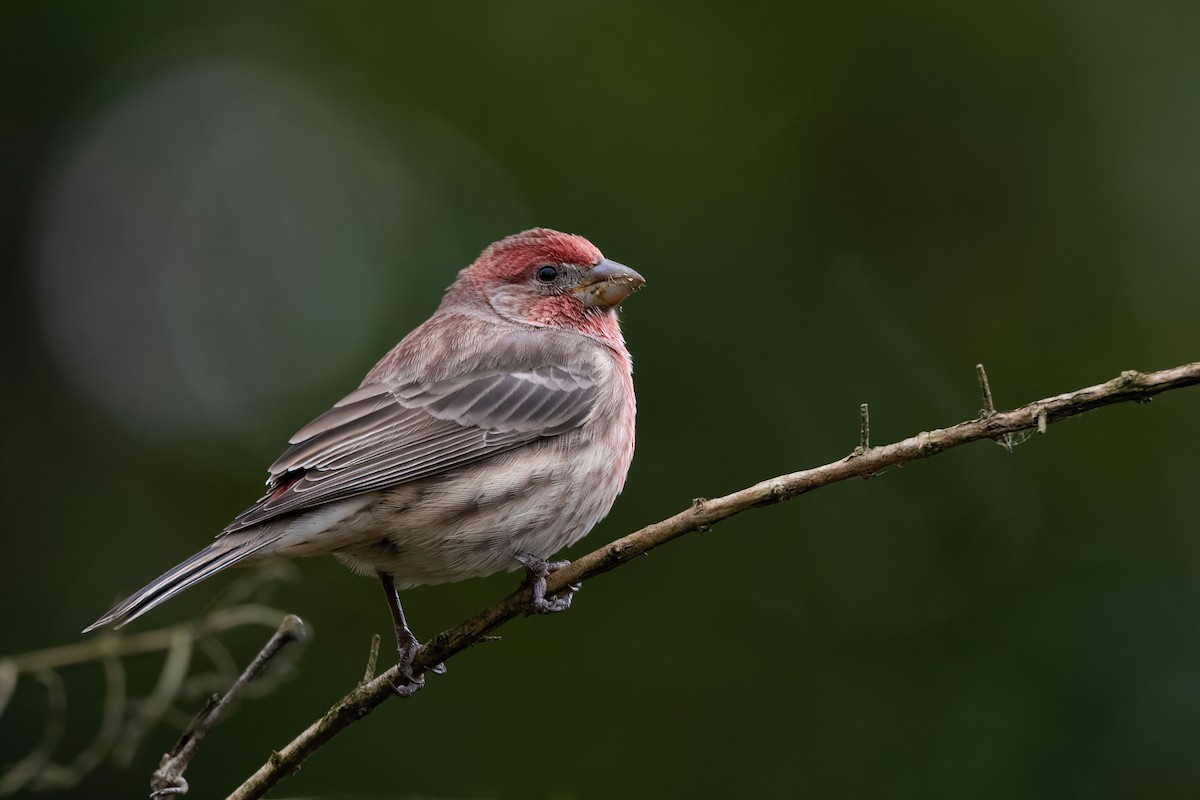 House Finch - ML400830201