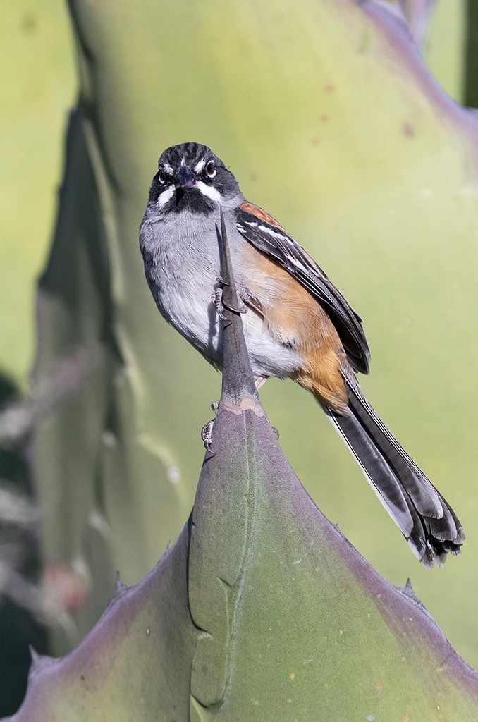 Bridled Sparrow - ML400830961