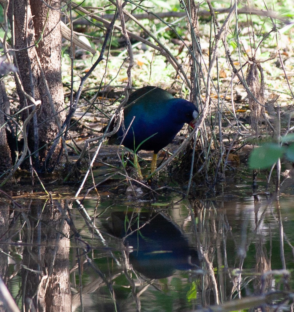 Purple Gallinule - Steve Gellman