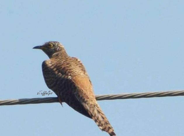 Common Cuckoo - ML40083201