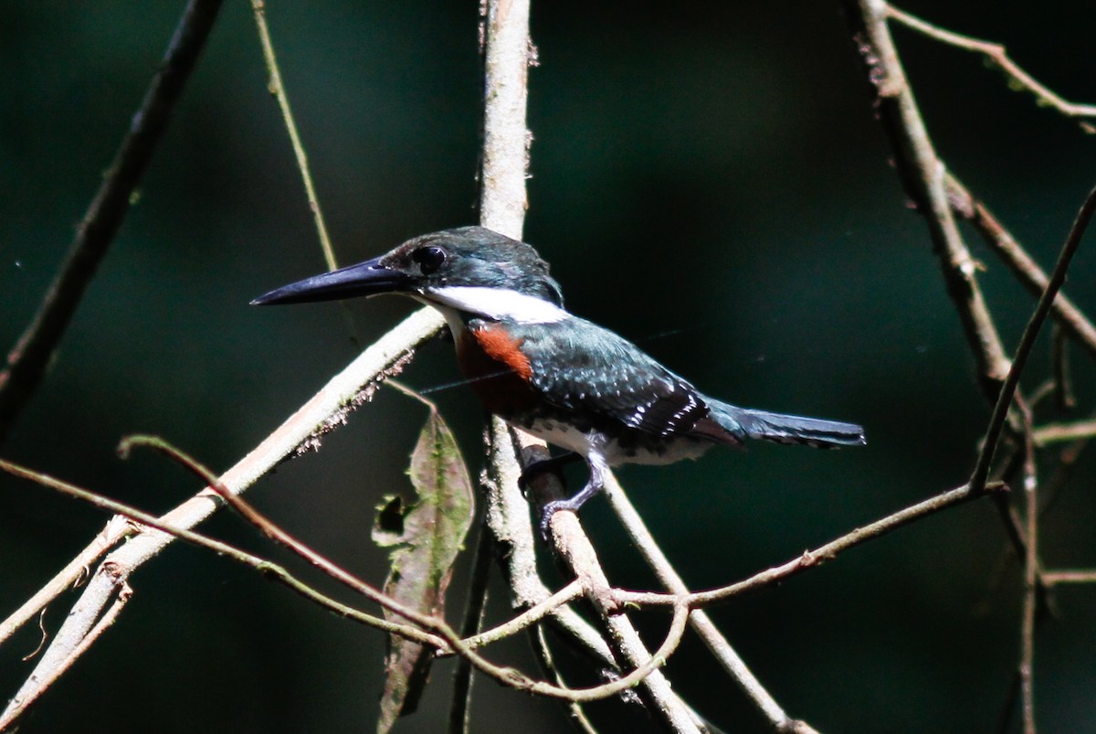 Green Kingfisher - ML400832201