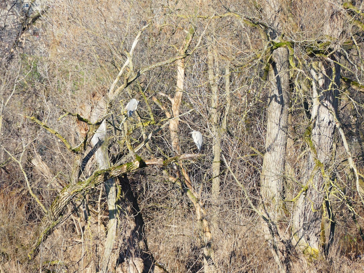 Great Blue Heron - ML400832271