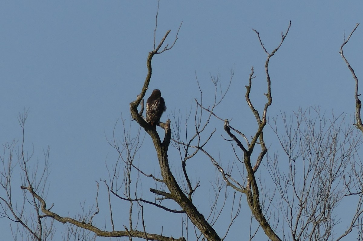 Red-tailed Hawk - ML400832331