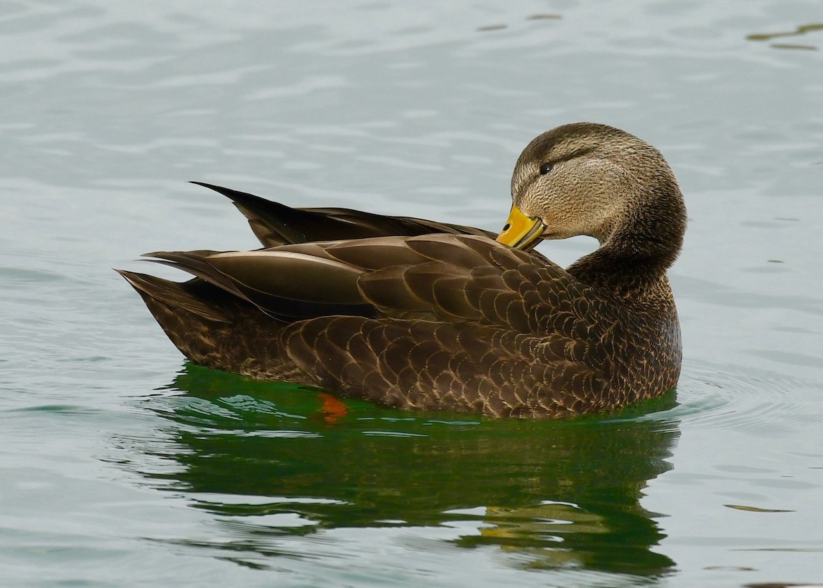 American Black Duck - ML400834301