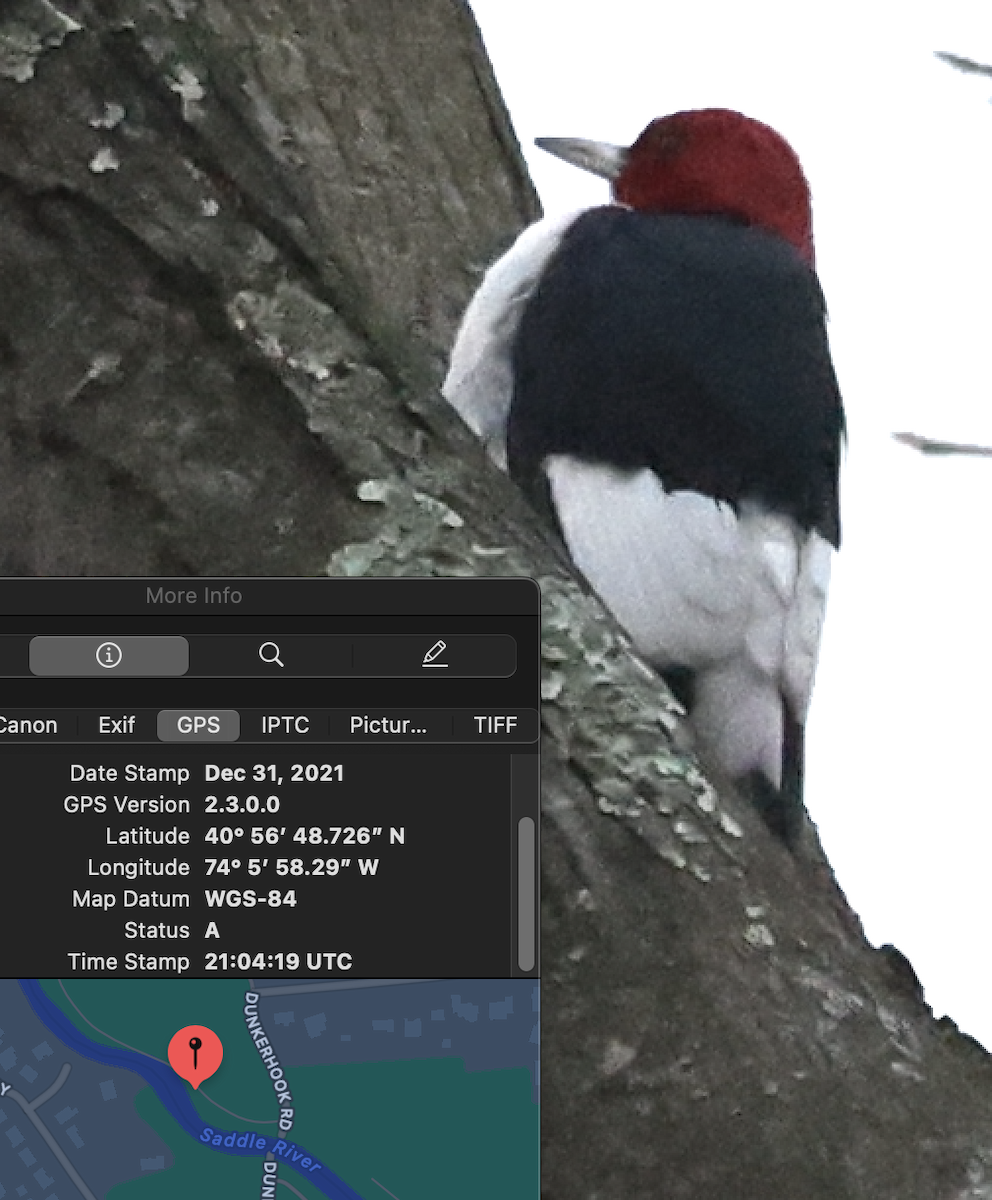 Red-headed Woodpecker - ML400834851