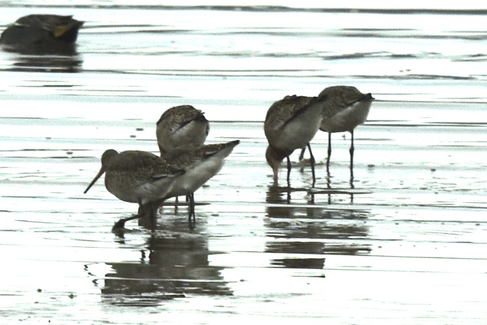 Black-tailed Godwit - ML400835631