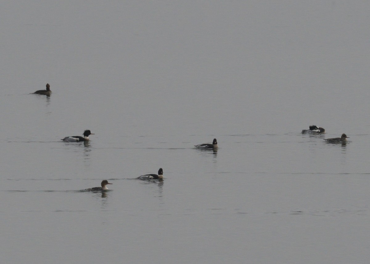 Red-breasted Merganser - ML400836111