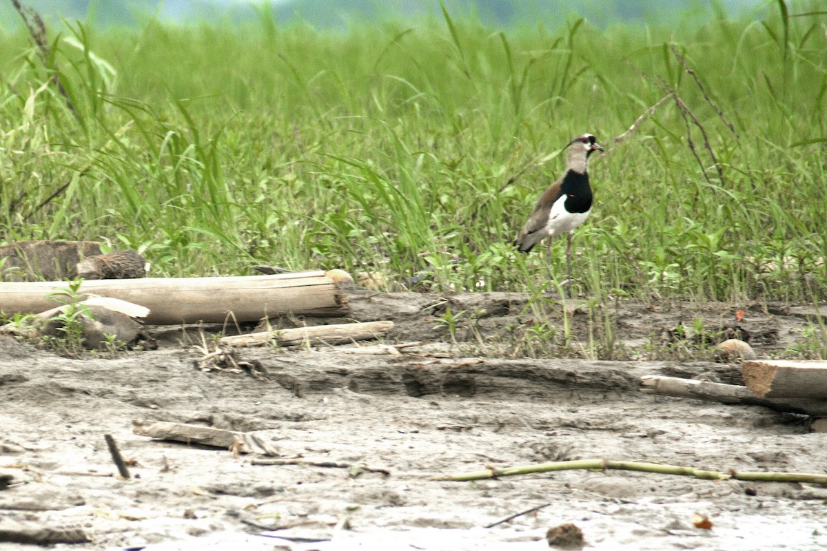 Southern Lapwing - ML400836401