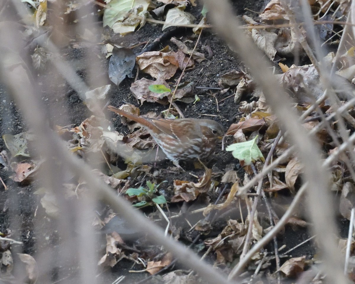 Fox Sparrow (Red) - ML400836741