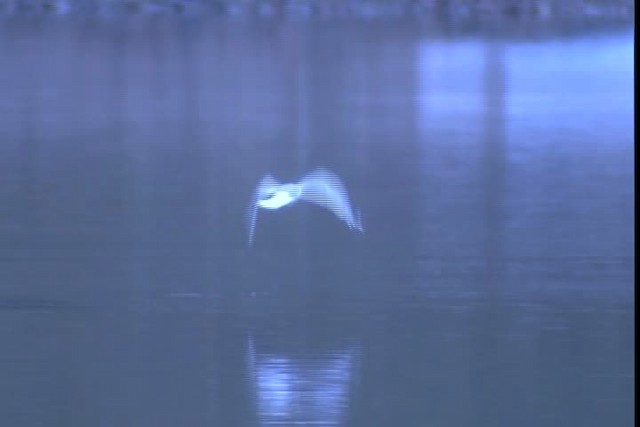 Iceland Gull (Thayer's) - ML400837