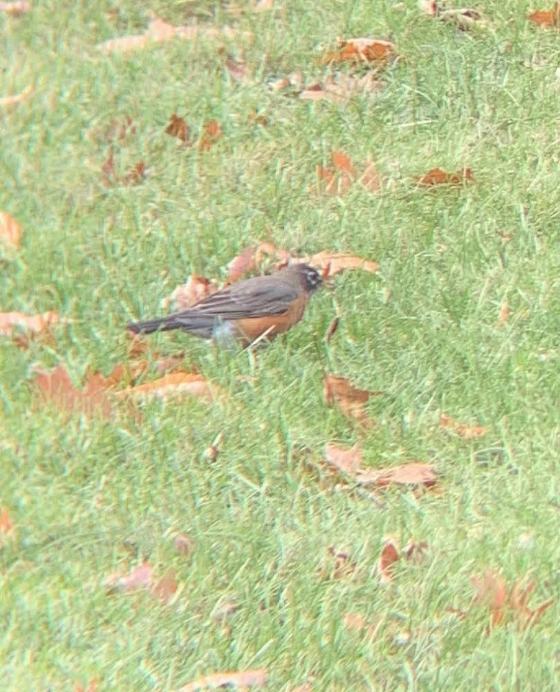 American Robin - ML400837341