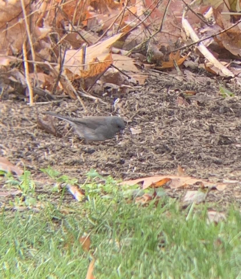 Dark-eyed Junco - ML400837501