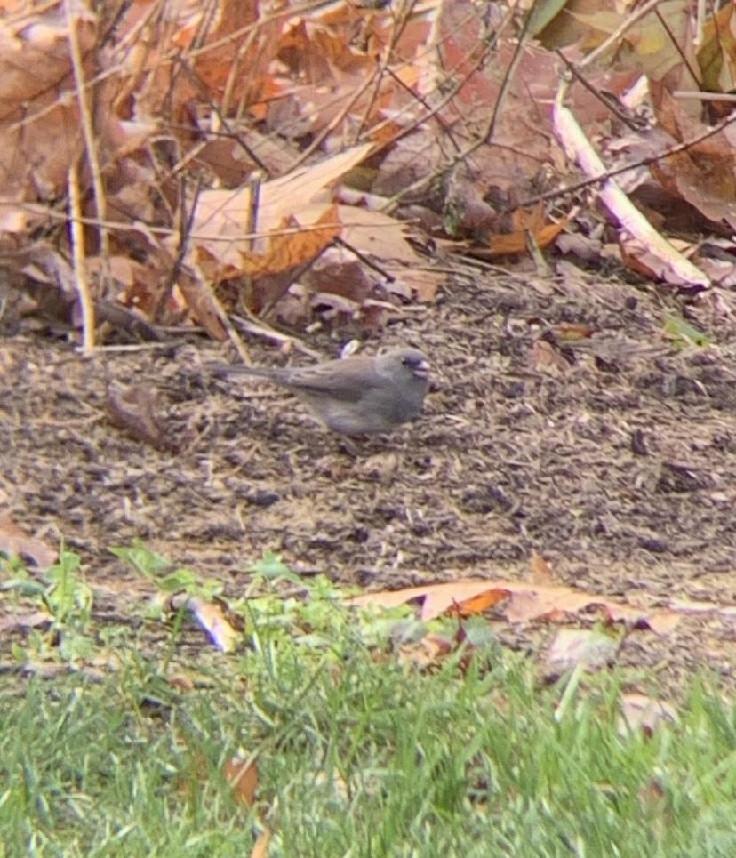 Dark-eyed Junco - ML400837511
