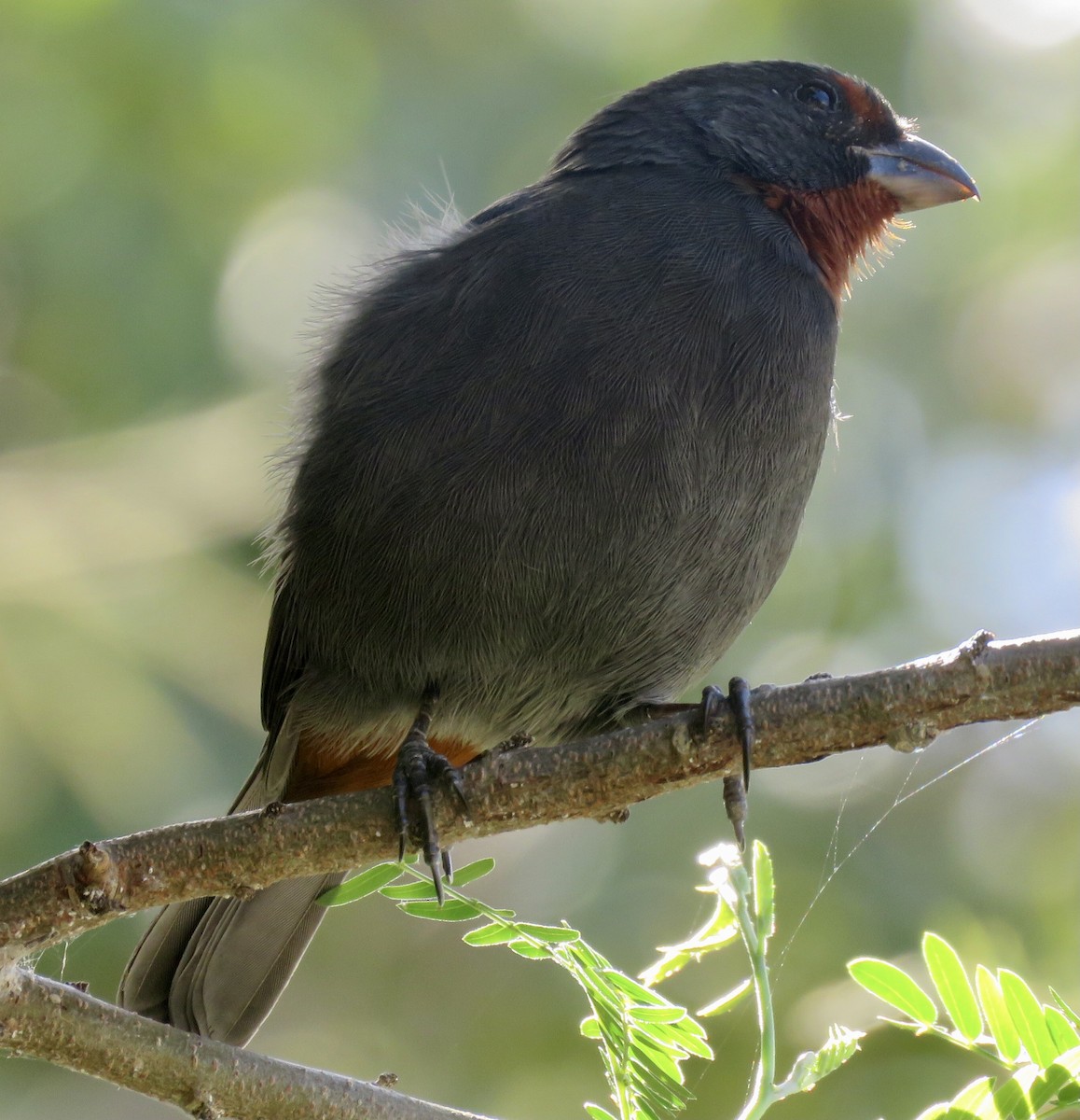 Lesser Antillean Bullfinch - Don Witter